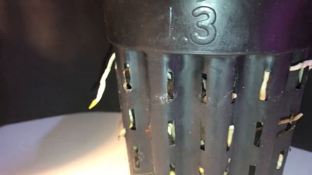 ОРХИДЕИ КАТТЛЕИ GEORGE KING SERENDPITY August 13 2021 смотреть онлайн