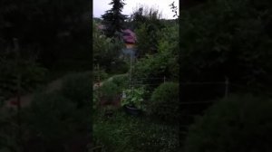 Можжевельник и груша не совместимые соседи