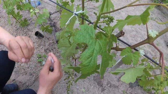 Нормировка виноградного куста сорта Кеша гроздьями смотреть онлайн