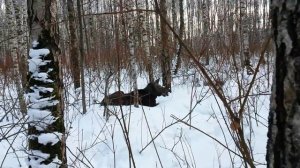 В лесу лось