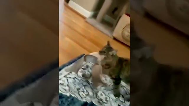 Видео,приколы,юмор,смех
