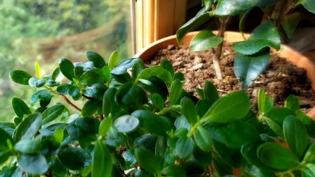 КОМНАТНЫЕ ЦВЕТЫ ГАРДЕНИЯ КАМЕЛИИ АЗАЛИЯ ФАЛЕНОПСИС