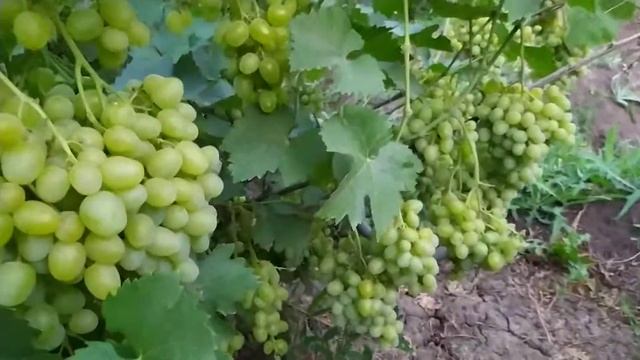 Сорт винограда Супер Экстра на участке Бондарева В.В. г. Палласовка,Волгоградской области .