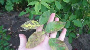 Роза Burgundy Ice /Бургунди Айс. Особенности.