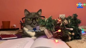 Kotiynet 1 выпуск Карусель Windows