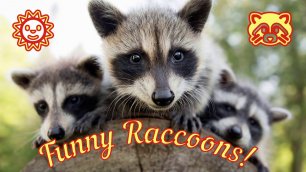 Смешные Еноты Из Тик Ток 3 Funny Tik Tok Raccoons Юмор.mp4