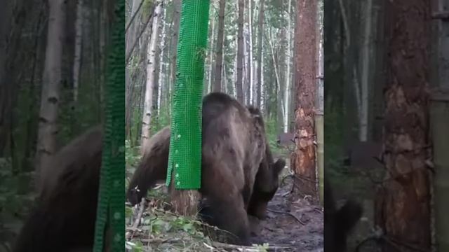 «Тверк» от камчатского медведя