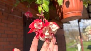 ИЗ ДАЧИ В ЖИЛОЙ ДОМ (видео №1)