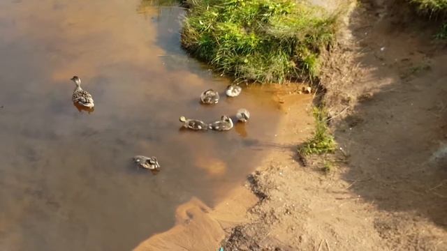 Семейство уток смотреть онлайн