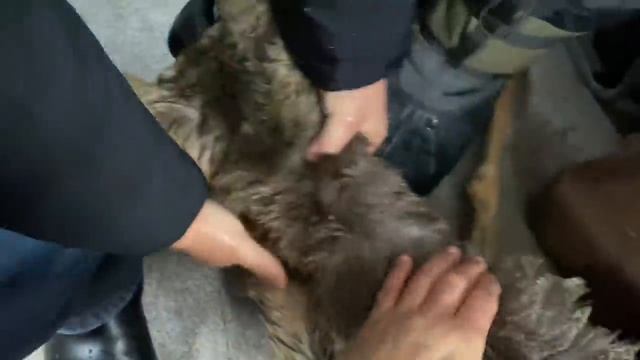 Спасение Сибирской косули на реке Лена ЧУРАПЧА