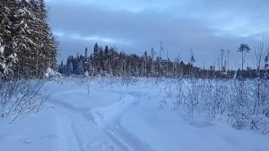 лесная дорога на рыбалку Бабаевский район, красивый зимний лес, Микимаус)))