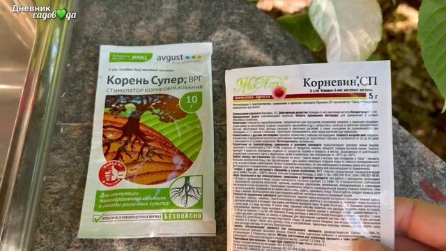 Правильный влагозарядный полив, дождевание кроны хвойных.Мульчирование. Наращивание корневой.