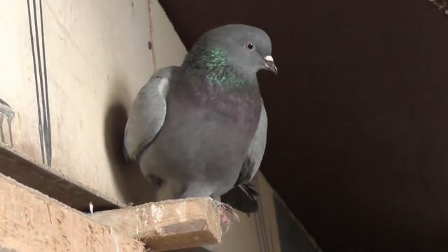 РАЗНЫЕ БОЙНЫЕ ГОЛУБИ В МОЁМ ПИТОМНИКЕ  #pigeons##Tauben##աղավնիներ##göyərçinlər###көгершіндер#