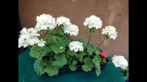 Верхушечные и одеревесневшие черенки пеларгоний и не только