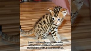 Вес котенка по месяцам: таблица правильного соотношения