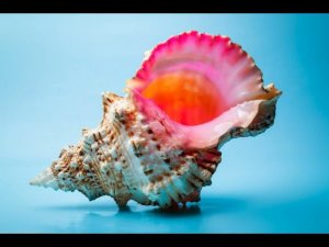 Медитация "Раковина"  В 25 Лунные Сутки