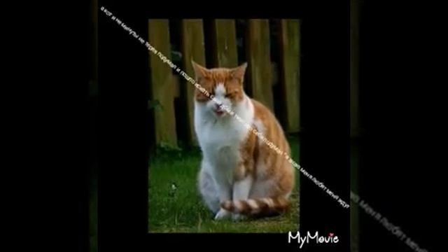 Кошачья верность " история про кота Мурзика ' смотреть онлайн
