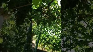 Рядная формировка винограда на арку