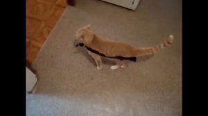 Кот и скотч!Что будет если налепить скотч на кота?Позитив!/The cat and the Scotch!