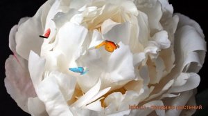 Пион травянистый Гардения (paeonia) ? пион Гардения обзор: как сажать луковицы пиона Гардения