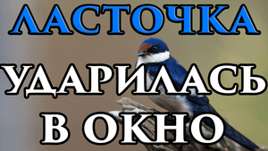 Если ласточка ударилась в окно и улетела примета ? - Маг Fose