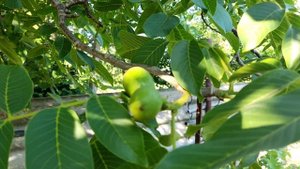 Показываю, как растут  и как выглядит грецкий орех на дереве  в июне в Краснодарском крае