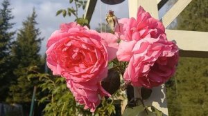 Роза Розариум Ютерсен и его милая спутница - история любви ? / Rosarium Utersen rose