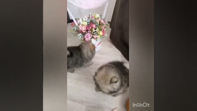 Мишки померанцы