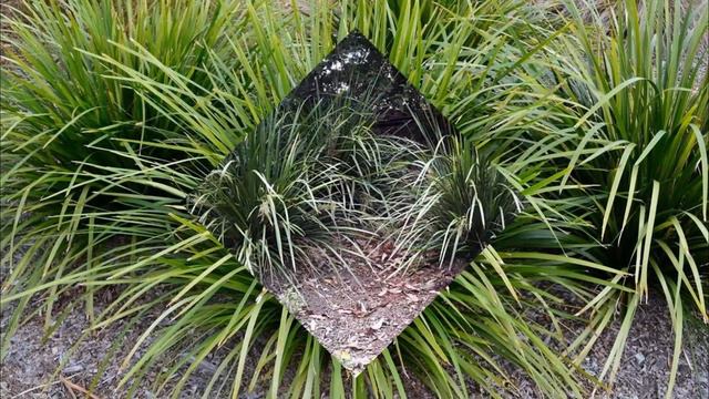 ШЕРОХОВАТКА (HYSTRIX) сем. Злаки смотреть онлайн