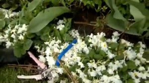 Маленький Огородик Елены Тереховой -  лук, редис, клубника 2016.04.24