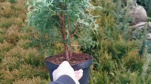 Туя западная Колумна (Columna)