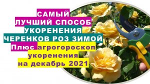 Самый лучший способ укоренения черенков роз зимой. Агрогороскоп  укоренения черенков в декабре 2021