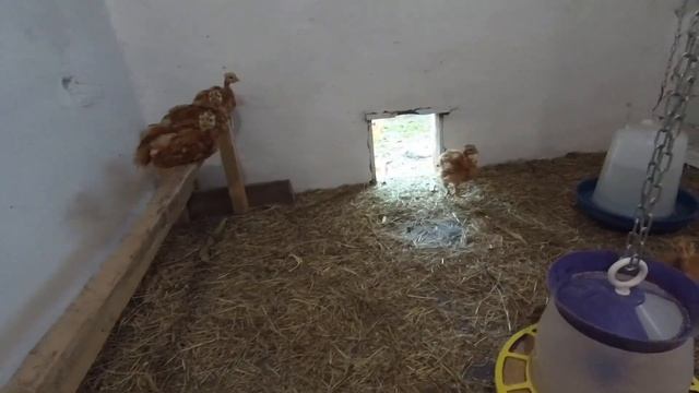 Взвешивание месячных и 3 дневных цыплят мясо яичного кросса (мастер грей, голошейка, фокси чик) смотреть онлайн