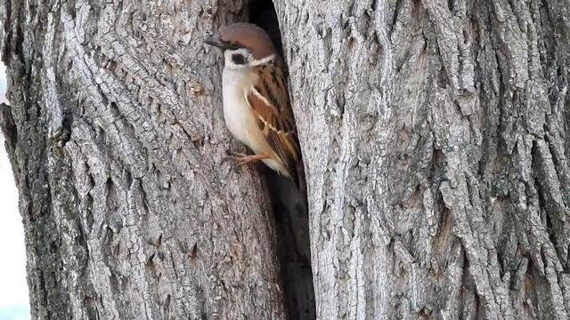 Полевые воробьи смотреть онлайн