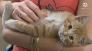 Шею котёнка сдавливал тугой шнур, а лапки были сломаны,  он полз по трассе и машина могла его сбить