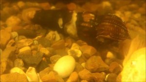 тиломелания оранжевый кролик.mp4