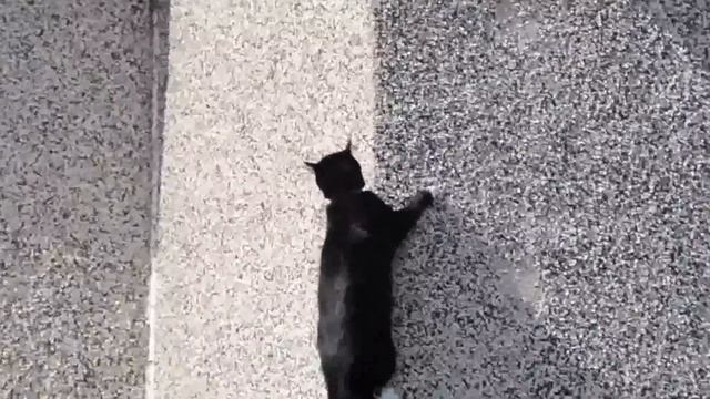 Cat climbs up a wall. смотреть онлайн