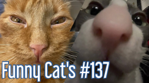 Смешные коты #137