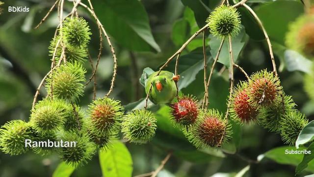 All Tropical Fruits list with picture