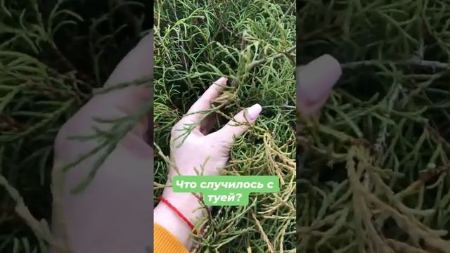 Туя Боулинг Болл, что такое? #garden #хвойныйсад #садсвоимируками #садоводство