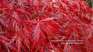 Acer palmatum var dissectum 'Garnet'