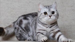 ШОТЛАНДСКИЕ КОТИКИ, скотиш страйт и скотиш фолд и разновидность расцветок