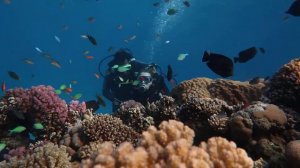 Учимся плавать. Первое погружение. Красное море. Синайский полуостров. Кусто