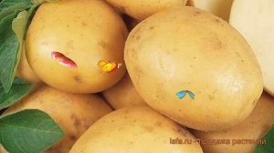 Картофель семенной Колобок ? обзор: как сажать семенной картофель Колобок