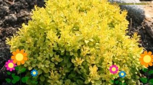 Барбарис тунберга Санни. Краткий обзор, описание характеристик berberis thunbergii Sunny