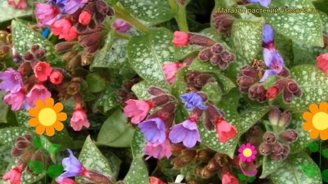 Медуница гибридная Дарк Вейдер. Краткий обзор, описание характеристик pulmonaria hybridum Dark Vade смотреть онлайн