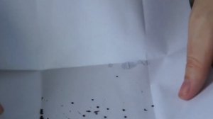 Выращивание хлорофитума Грин Оранж из семян