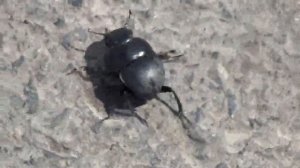 видео про насекомых Видео про жуков