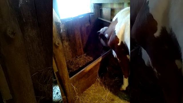 Определение стельности коровы смотреть онлайн