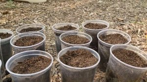 Посадка черенков пассифлоры. Planting  cuttings of pasiflora edulis Frederick.